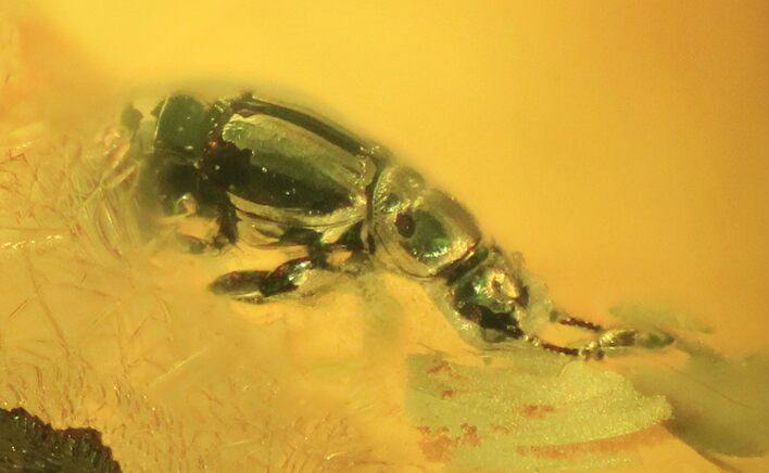 Detailed Fossil Beetle (Coleoptera) In Baltic Amber #109443